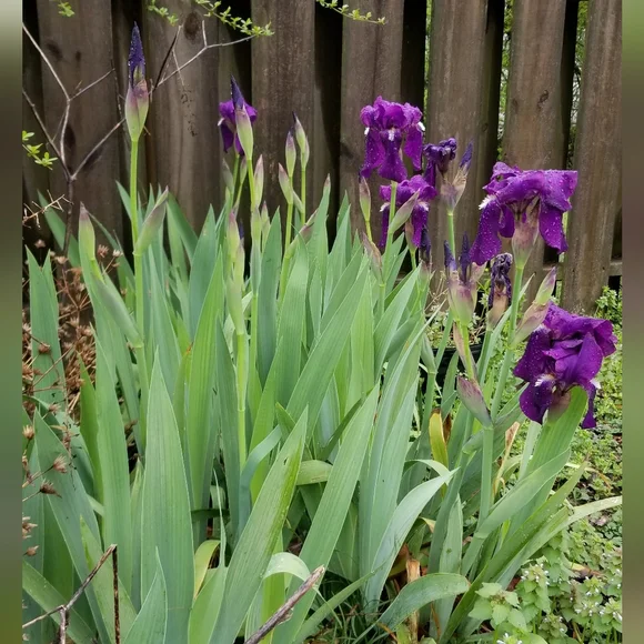5 for 15$ Bearded Iris Rhizomes - Purple - Picture 6 of 14